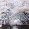 桜のアーチ