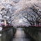桜のアーチ②