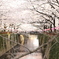 桜のアーチ③