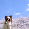 春が（も）大好き！