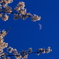 月見と花見
