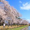 京都の桜(4)