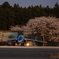 桜とT-4