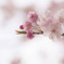 こころに咲く花があるなら