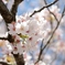 通勤途中の桜