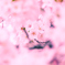 花渦