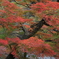 紅葉　中津峡①