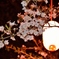 夜桜と提灯