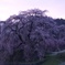 又兵衛桜