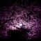 夜桜