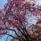 『皇居の桜』〜その壱〜