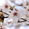 桜間近で
