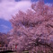一心行の桜2