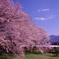 一心行の桜3