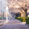 桜色の道