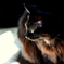Reflected light