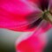 Tulipes en pleine floraison