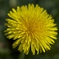 たんぽぽ