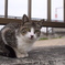 美形猫ちゃん
