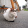 猫さん