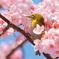 桜とメジロ
