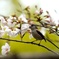 A bird on cherry blossom tree