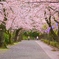 さくら道