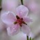 しっとり桃の花