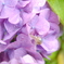 紫陽花1