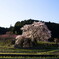 又兵衛桜