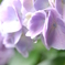 紫陽花2
