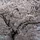 なんでもない桜