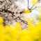 桜と菜花