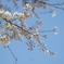 初ライカでニーナの桜