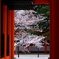 平安神宮の桜