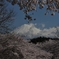 DSC_0868　　桜と富士（岩本山公園）　⑤