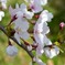 近所の桜