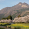 由布岳と桜