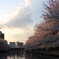 隅田川の桜、夕暮れ