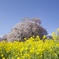 一心行の大桜
