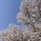 一心行の大桜