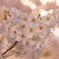 夙川の桜