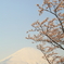 富士桜