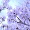 桜 in 宇治川 その１