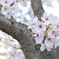 桜 in 宇治川 その３