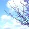 桜 in 宇治川 その５