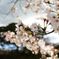 桜 in 宇治川 その８