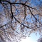 空、桜模様