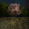 夜桜二条