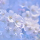 空色桜